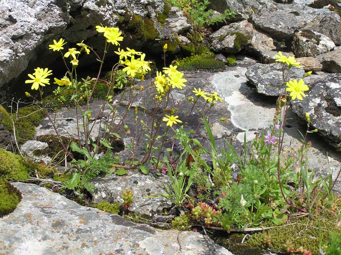 Senecio leucanthemifolius